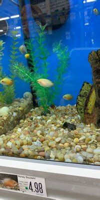 FishLore Aquarium Forum.